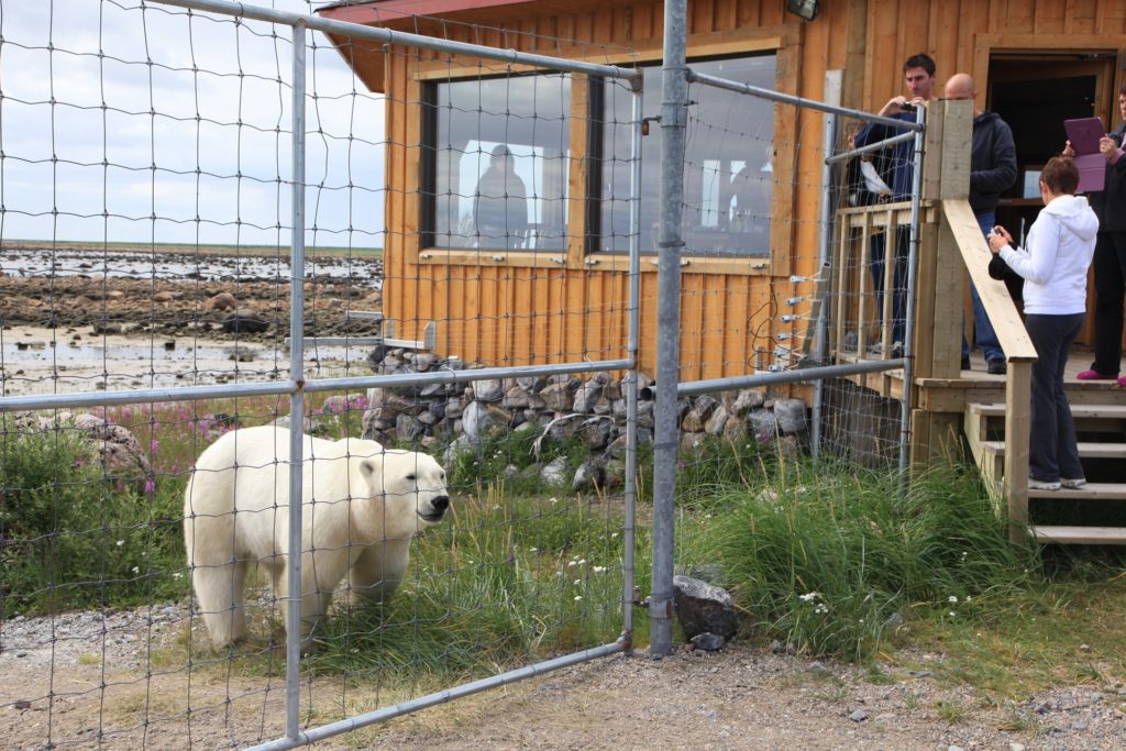 Polar Bear at Churchill Wild. Seal River Lodge.