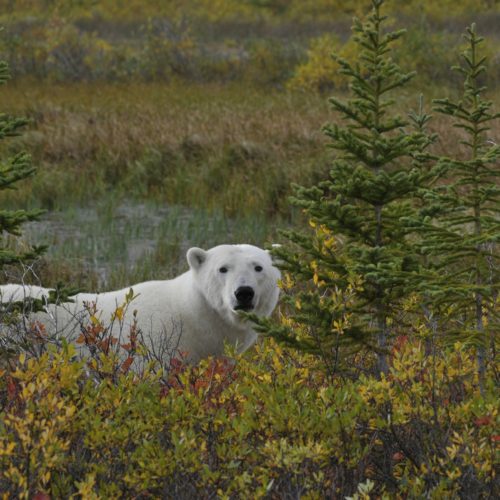 Polar bear in the boreal forest. Nanuk Polar Bear Lodge. Ian Johnson photo.