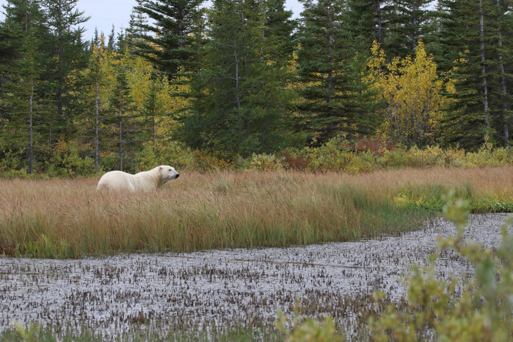 Polar bear in the boreal forest. Nanuk Polar Bear Lodge. Kento Moore photo.