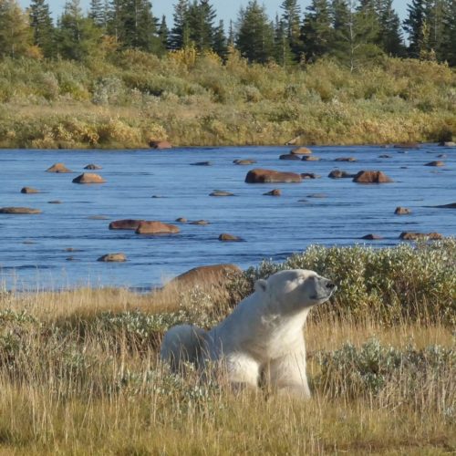 Polar bear by the river. Nanuk Polar Bear Lodge. Stacy Heilgeist photo.