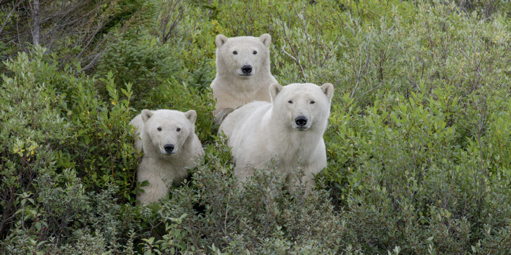 Polar bear cubs. Seal River Heritage Lodge. Michel Rawicki photo.