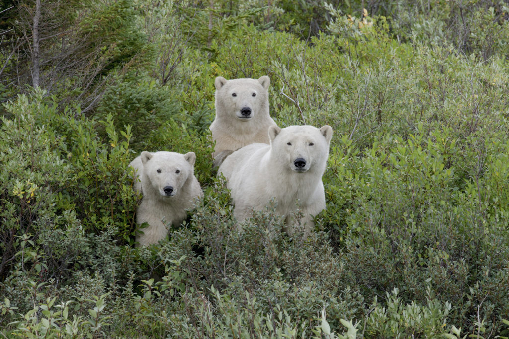 Polar bear cubs. Seal River Heritage Lodge. Michel Rawicki photo.