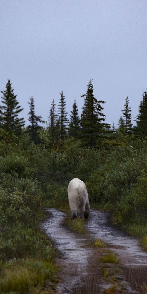 Polar bear goodbye. Nanuk Polar Bear Lodge. Cheryl Hnatiuk photo.
