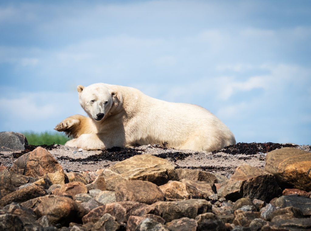 Polar bear on the rocks. Seal River Heritage Lodge. Chet Stein photo.