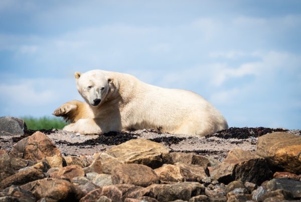 Polar bear on the rocks. Seal River Heritage Lodge. Chet Stein photo.