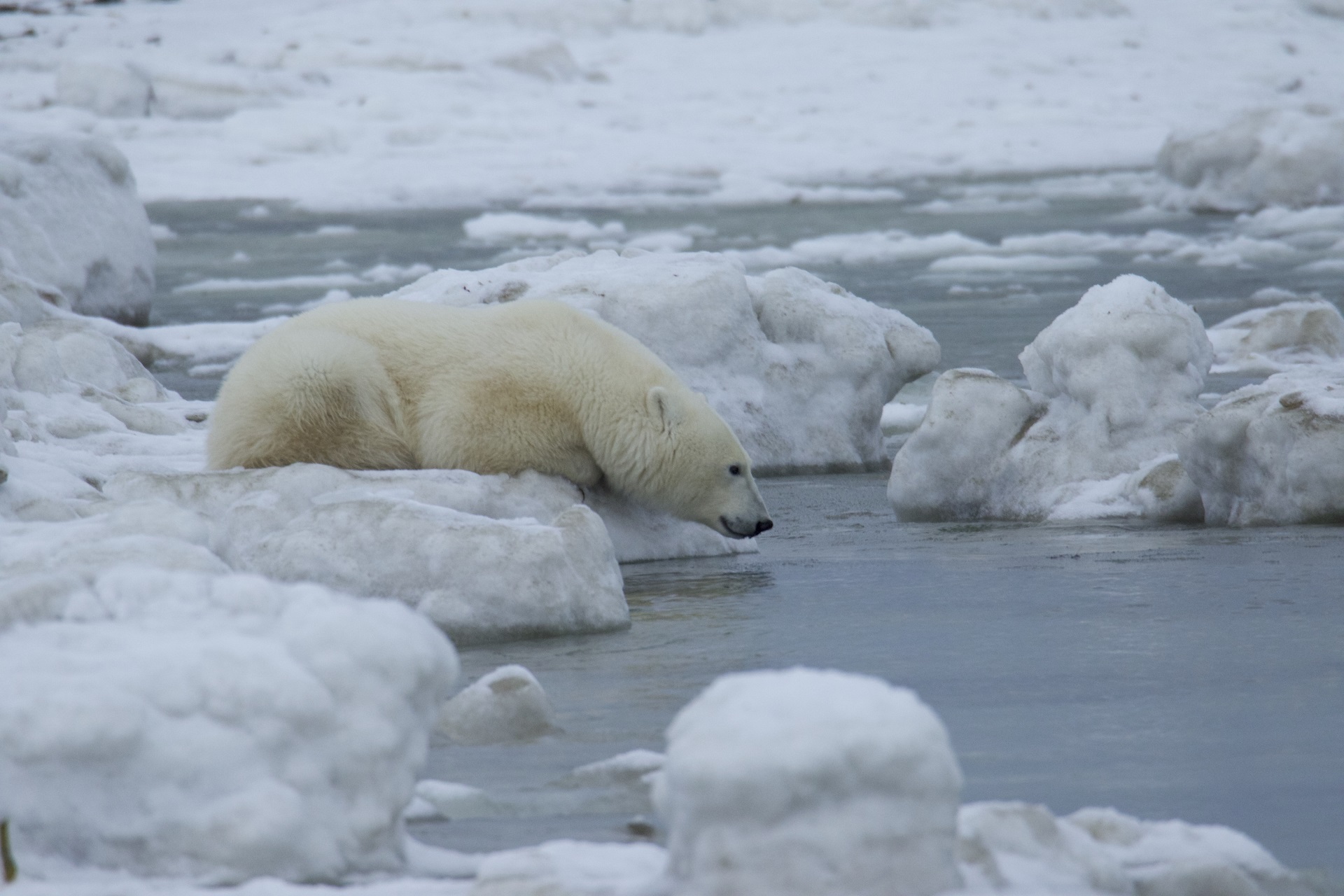 Polar bear. Seal River Heritage Lodge. Ian Johnson photo.