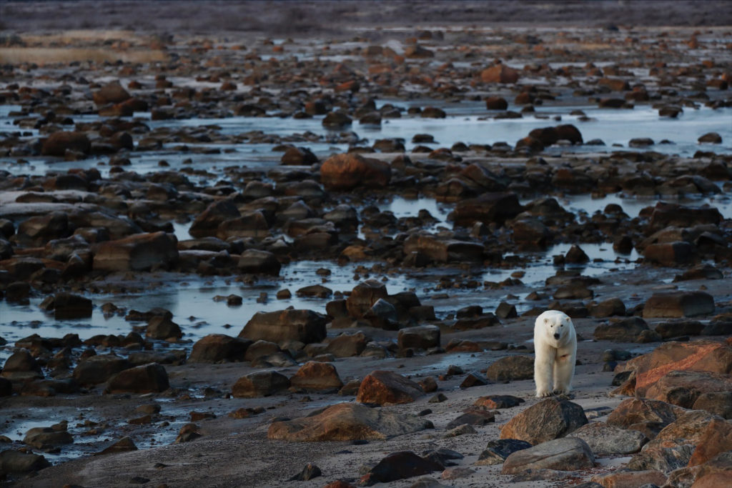 Polar bear on the Hudson Bay. Koki Yamada photo.