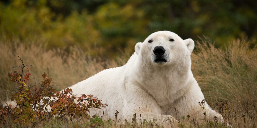 Polar bear in the field. Nanuk Polar Bear Lodge. Alisa Houpt photo.