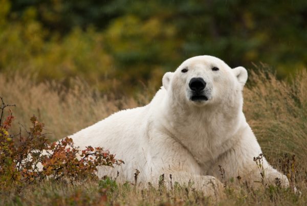 Polar bear in the field. Nanuk Polar Bear Lodge. Alisa Houpt photo.