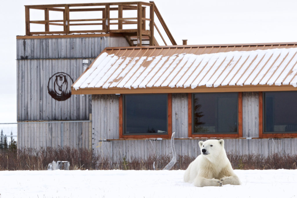 Polar bear in front of Nanuk Polar Bear Lodge. Andy Skillen photo. Churchill Wild Polar Bear Tours and Walking Safaris.