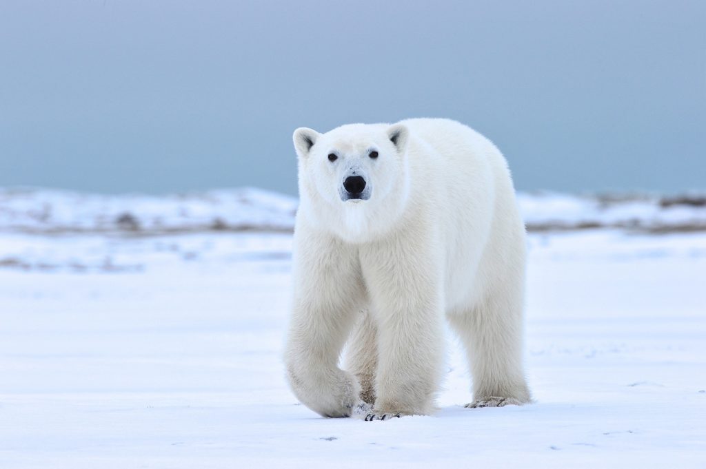 Polar bear in the snow. Nanuk Polar Bear Lodge. Ian Johnson photo.