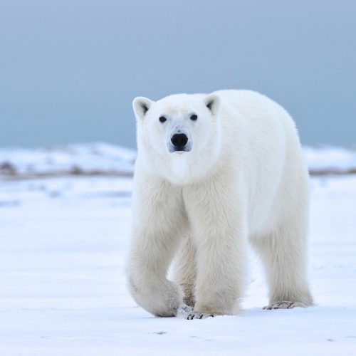 Polar bear in the snow. Nanuk Polar Bear Lodge. Ian Johnson photo.