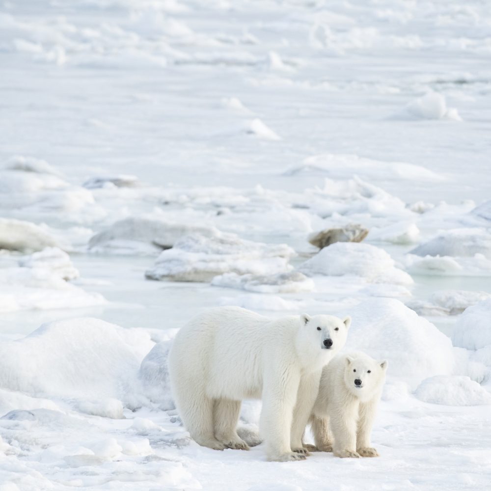 Polar bear mom and cub. Seal River Heritage Lodge. Anjali Singh photo.
