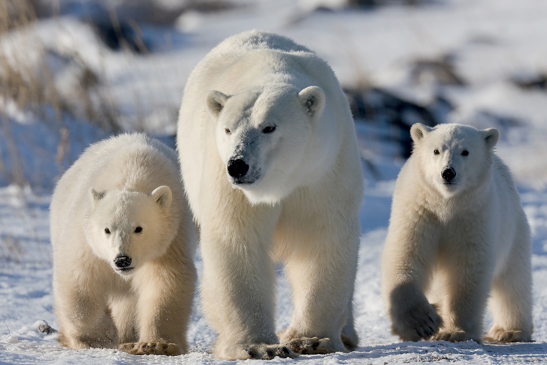 Polar bear mom and cubs. Dymond Lake Ecolodge. Michael Poliza photo.