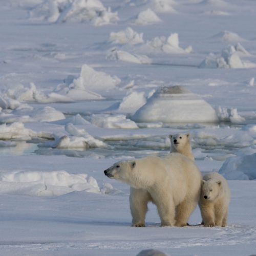 Cubs peeking out from polar bear mom. Michael Poliza photo.