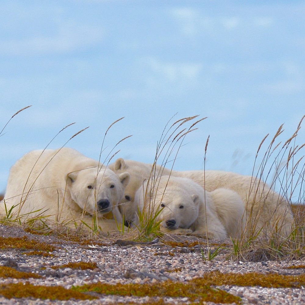 Wildlife and Wellness. Nanuk Polar Bear Lodge. Polar bear mother and cubs.