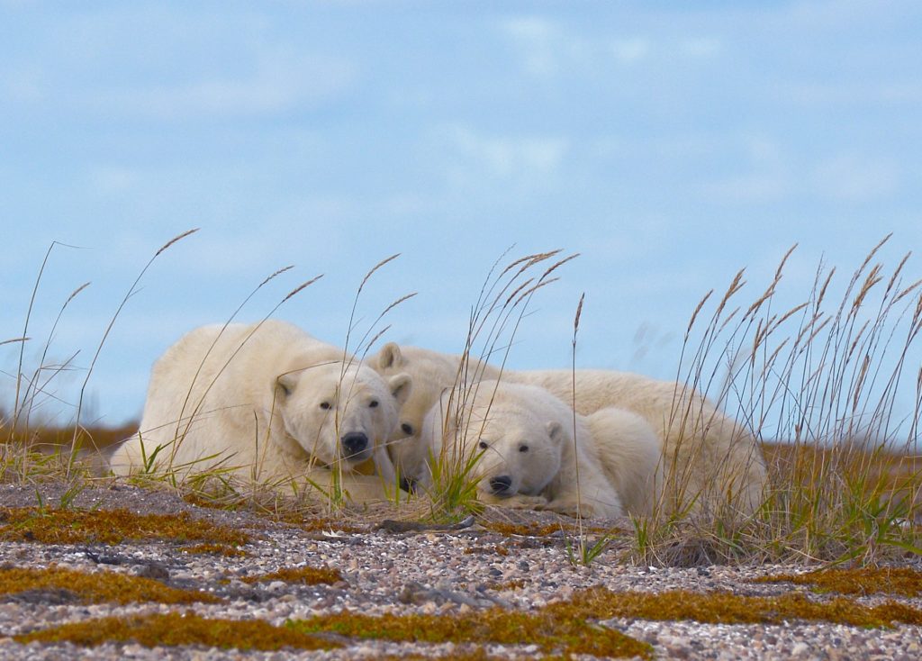 Nanuk Polar Bear Lodge. Polar bear mother and cubs.