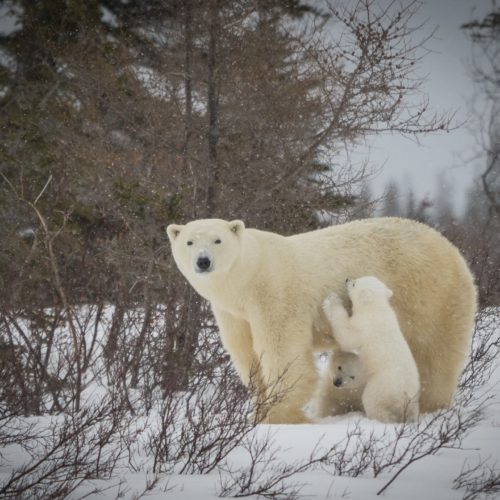 Polar bear mom and cubs emerge from their den. Nanuk Polar Bear Lodge. Virginia Huang photo.