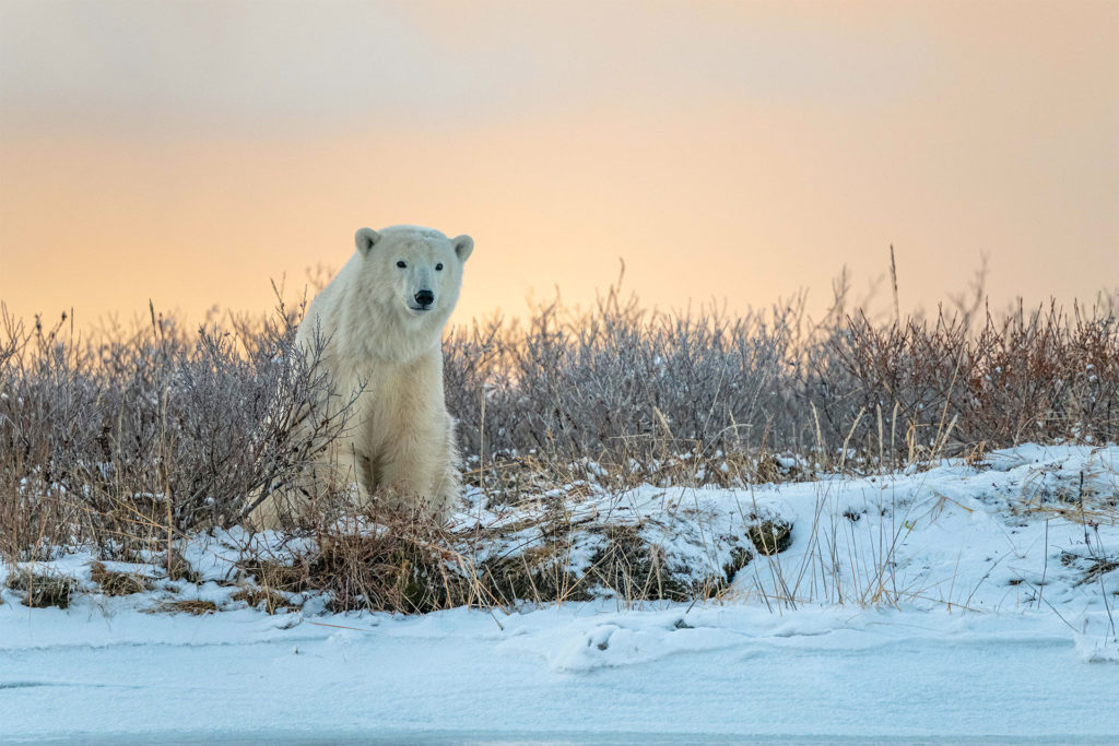 Polar bear. Nanuk Polar Bear Lodge. Michael Seiler photo.