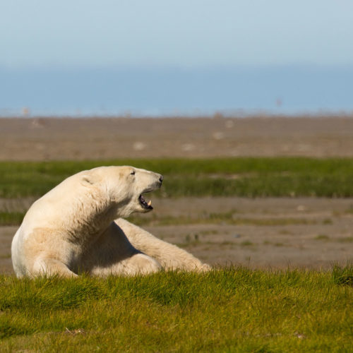 Polar bear. Nanuk Polar Bear Lodge. George Kourounis photo.