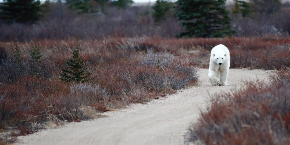 Polar bear on the trail. Nanuk Polar Bear Lodge. Koki Yamada photo.