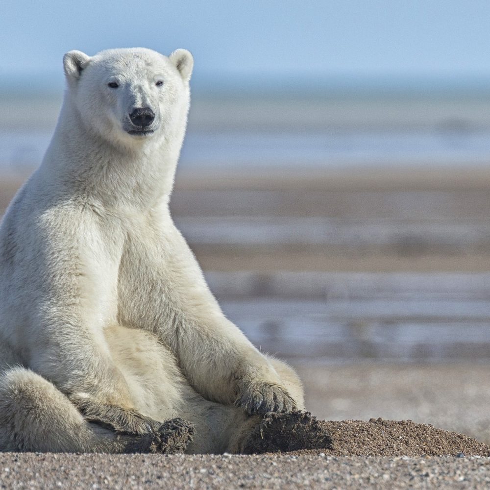 Polar bear on the beach. Nanuk Polar Bear Lodge. Robert Postma photo.