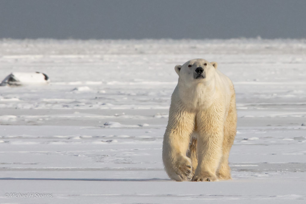 Polar bear on the sea ice. Nanuk Polar Bear Lodge. Michael Sterns photo.