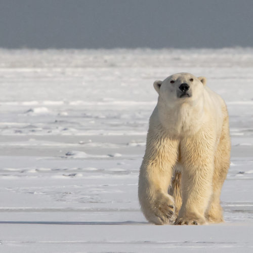 Polar bear on the sea ice. Nanuk Polar Bear Lodge. Michael Sterns photo.