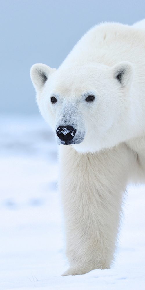 Polar bear Portrait. Polar Bear Photo Safari. Ian Johnson photo.