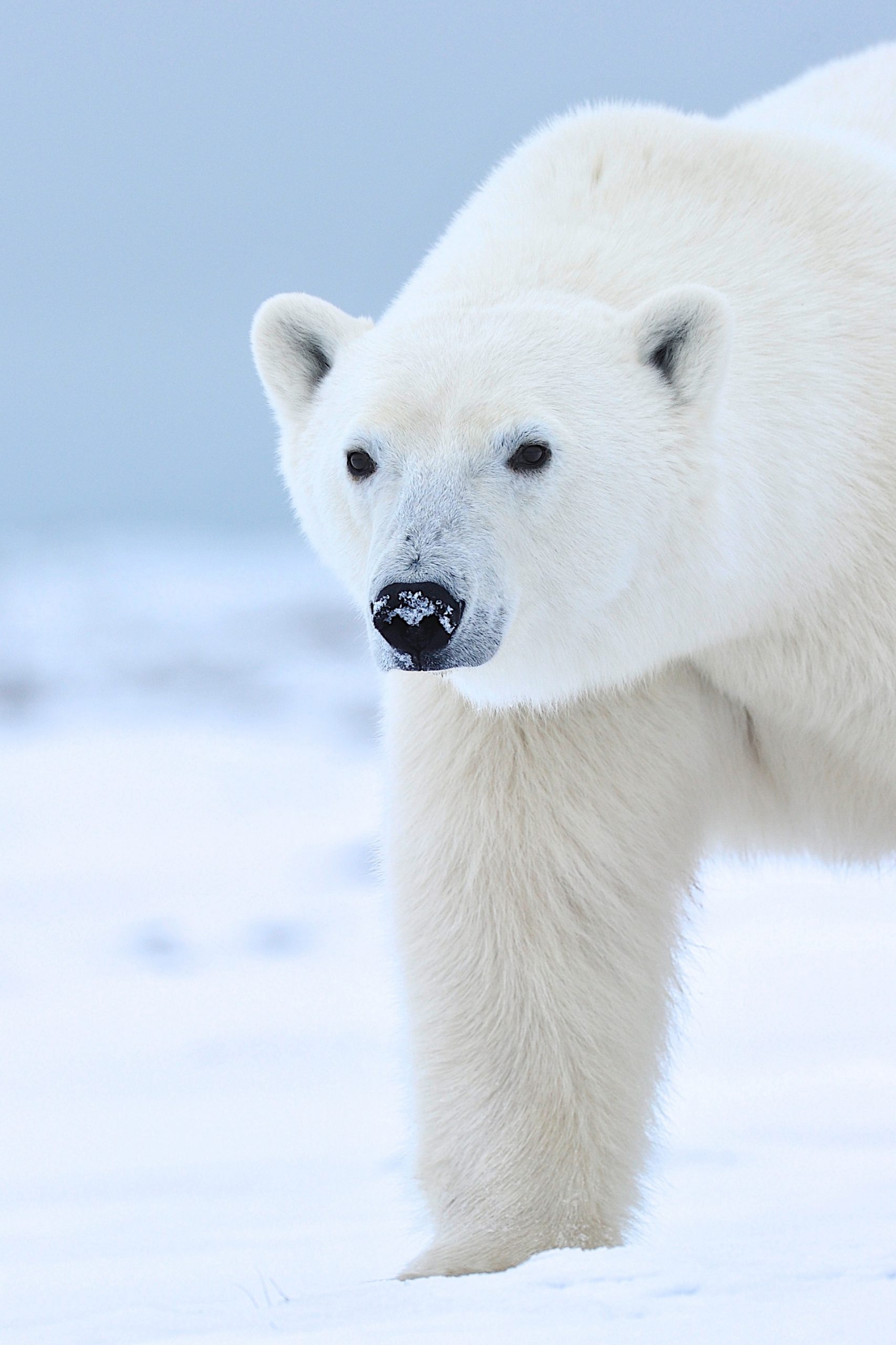 Polar bear Portrait. Polar Bear Photo Safari. Ian Johnson photo.