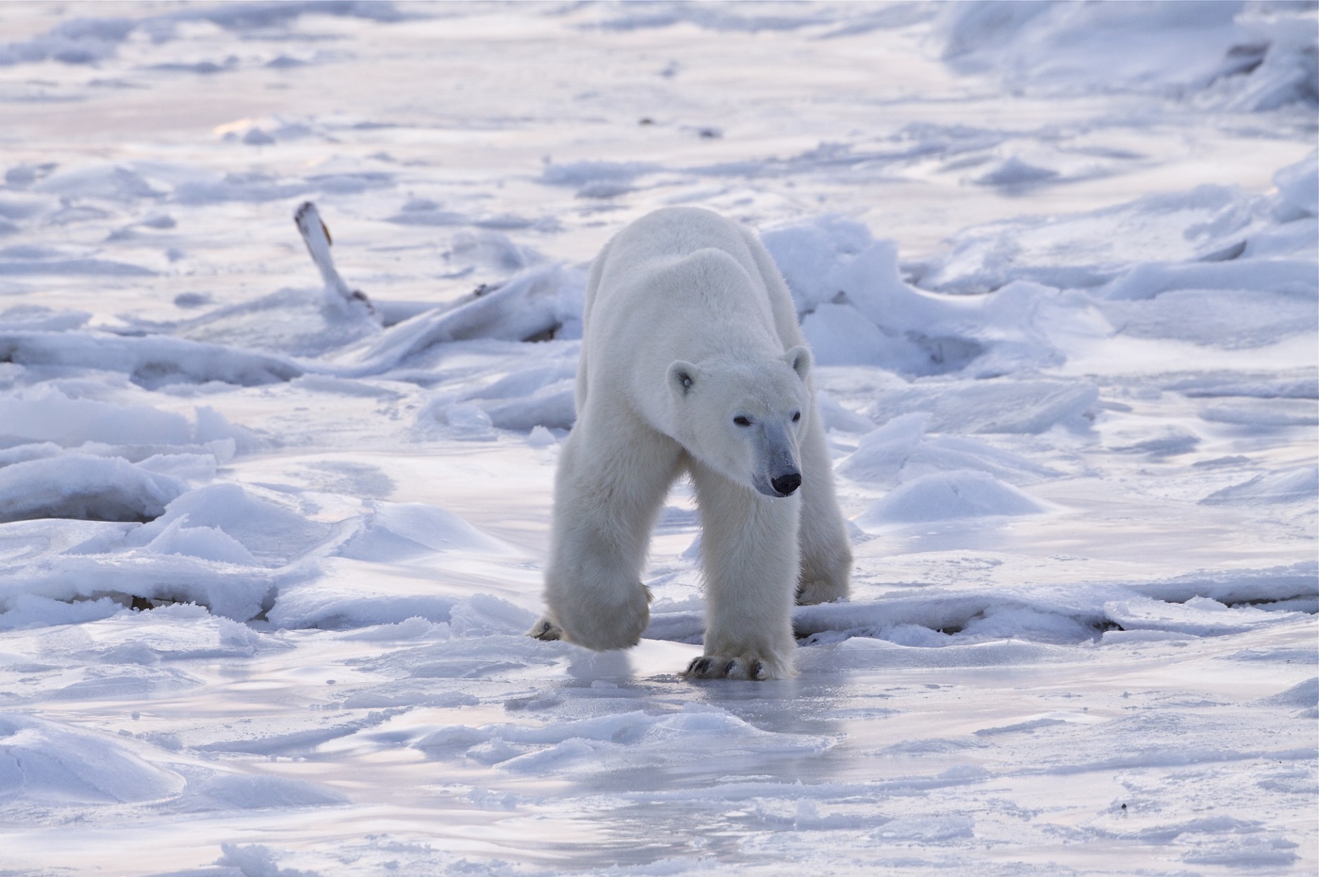 Polar bear on sea ice. Seal River Heritage Lodge. Jessica Ellis photo.