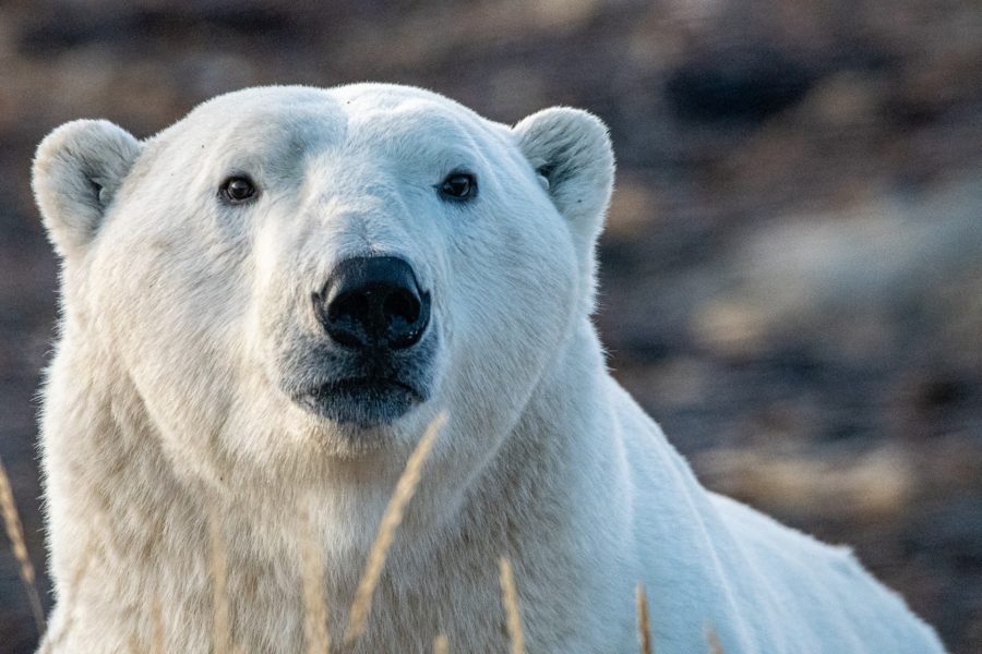 Fall Dual Lodge Safari | Polar Bear Tours | Churchill Wild