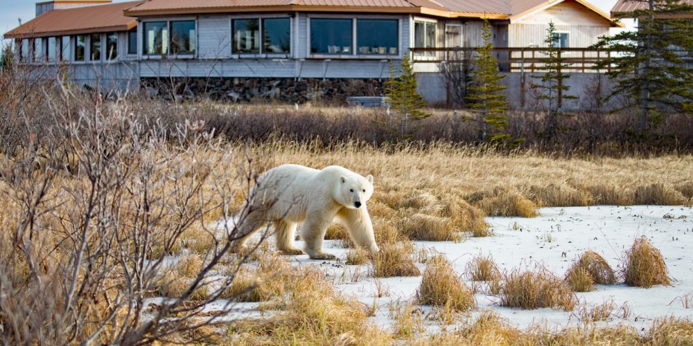 polar bear strolling by Nanuk Polar Bear Lodge. John Donelson photo.