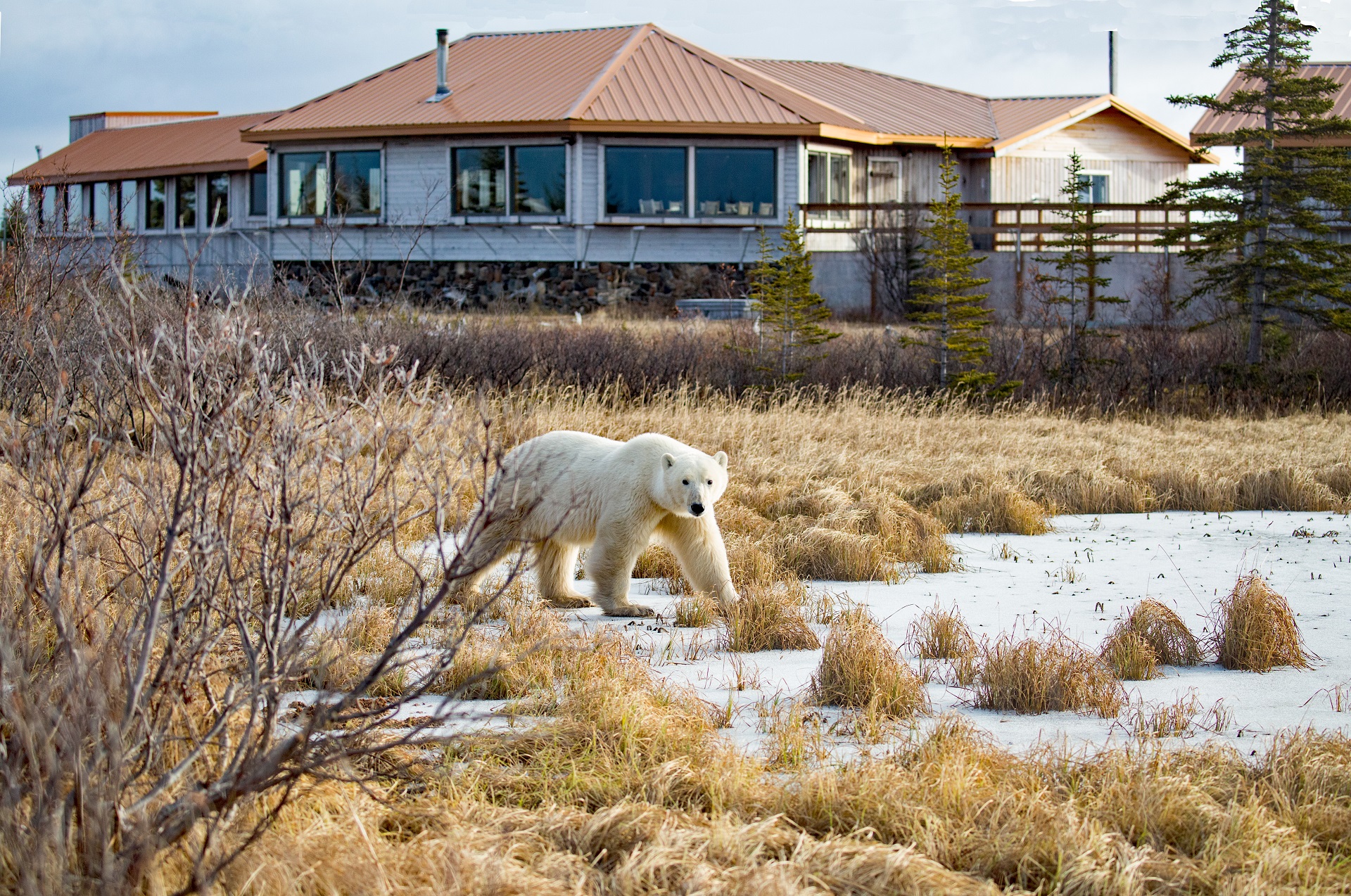 polar bear strolling by Nanuk Polar Bear Lodge. John Donelson photo.