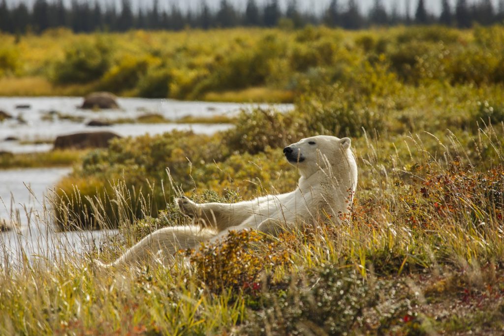 Polar bear in the summer. Andre Erlich photo.