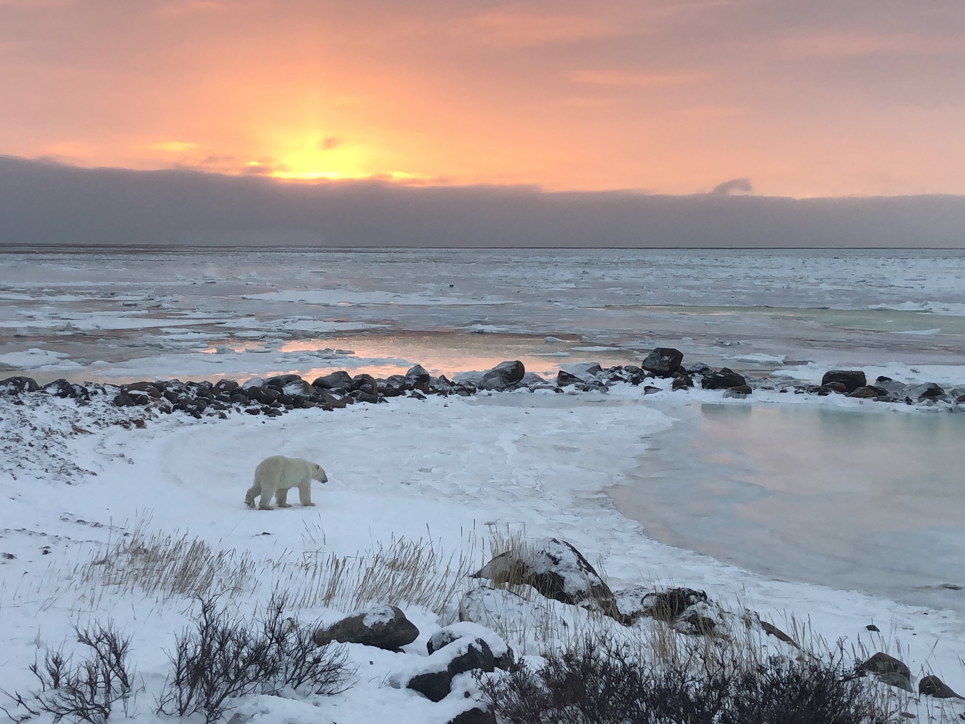 Polar bear at sunrise. Hudson bay. Seal River Heritage Lodge. Dalia Katzir photo.