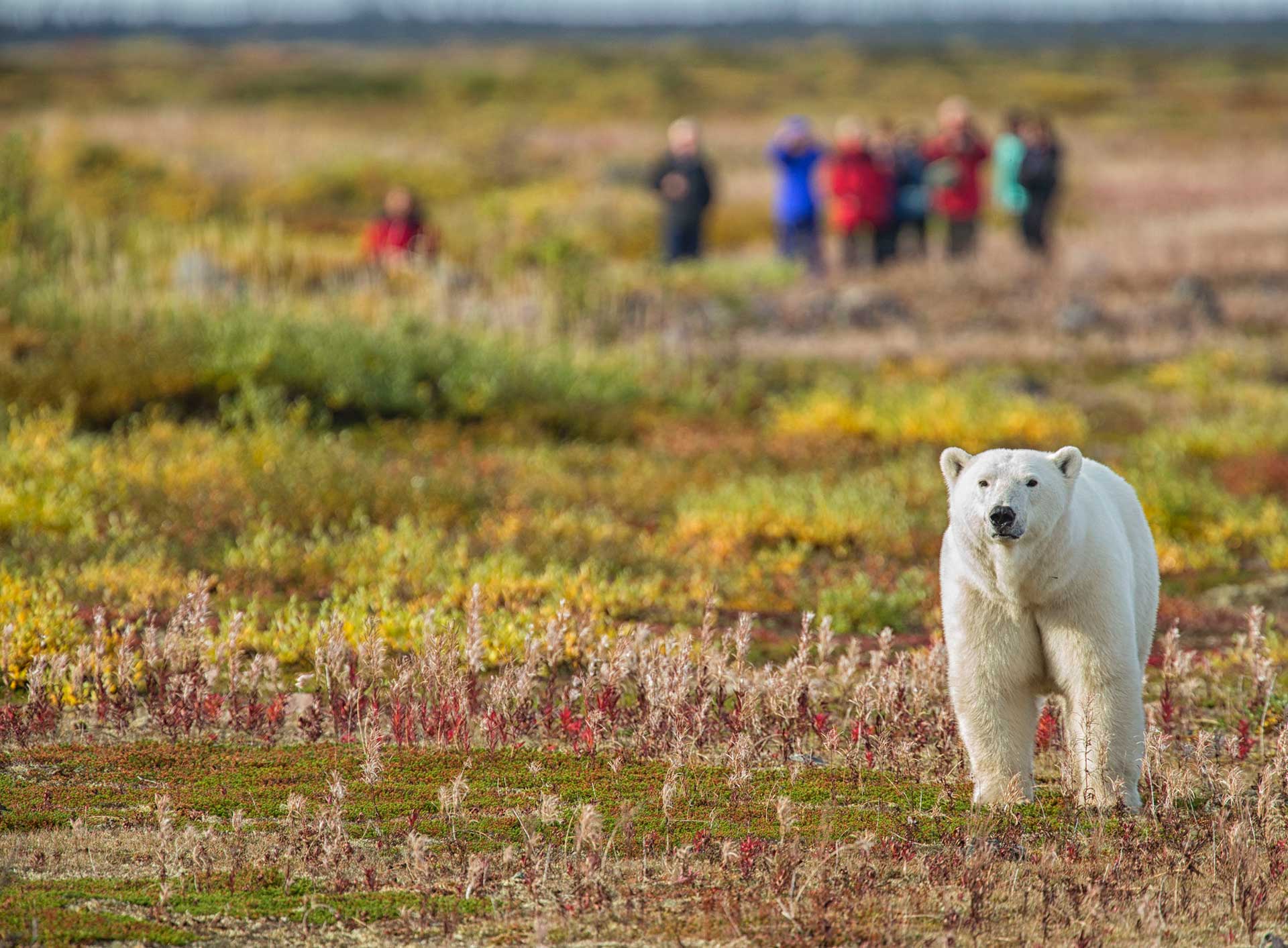 Ground level polar bear viewing. Nanuk Polar Bear Lodge. Robert Postma photo.