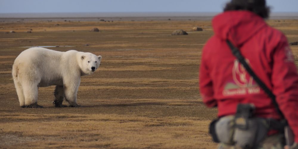 Churchill wild guide with polar bear. Laurence Lee photo.