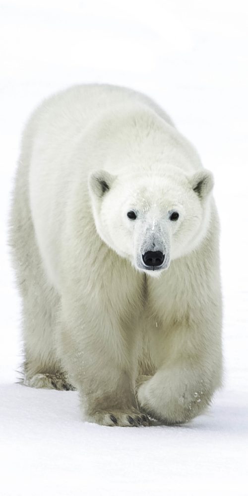 Polar bear in the winter. Nanuk Polar Bear Lodge. Jad Davenport photo.