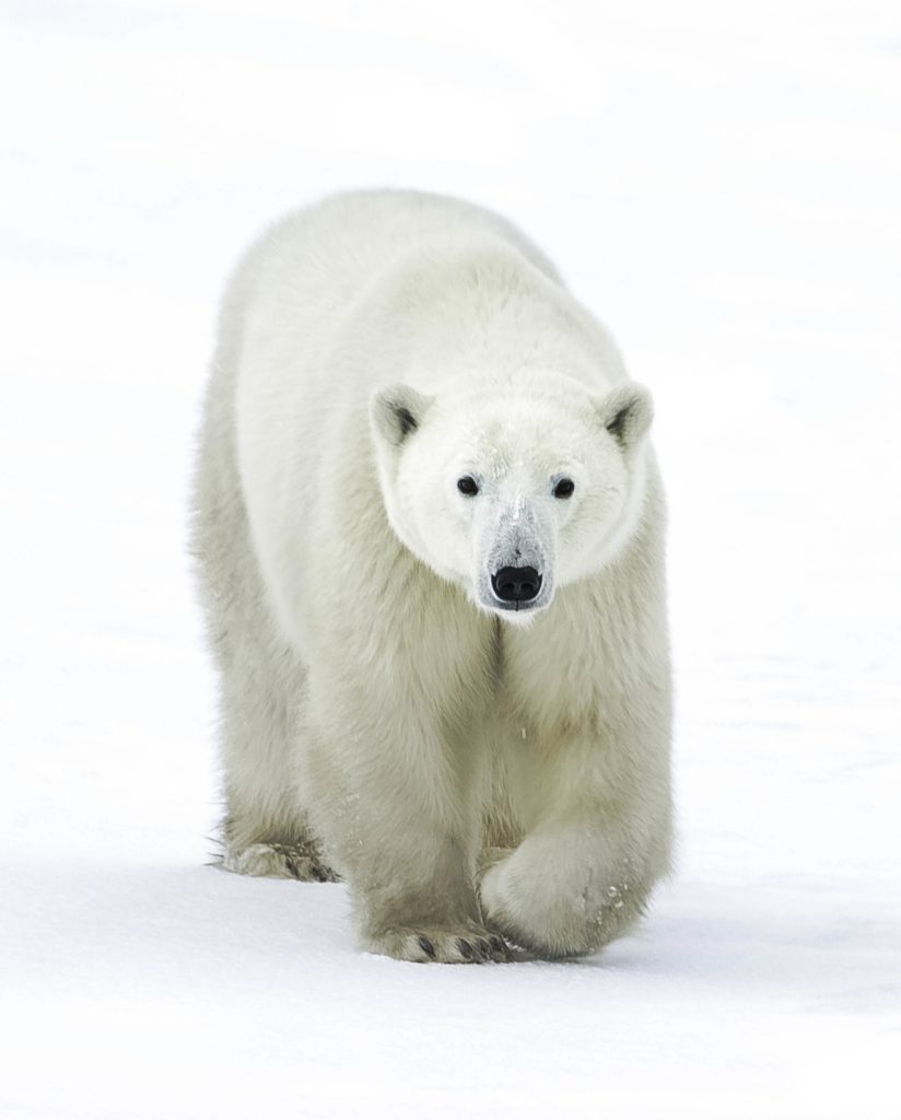polar-bear-winter-nanuk-polar-bear-lodge-jad-davenport Polar bear in the winter. Nanuk Polar Bear Lodge. Jad Davenport photo.