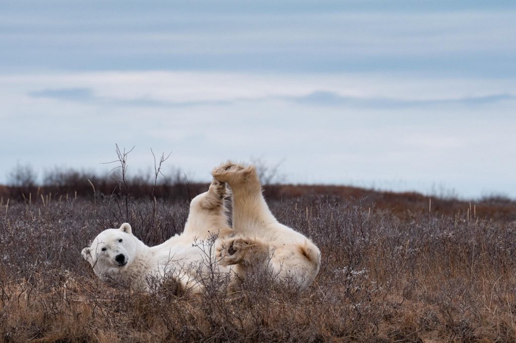 Polar bear yoga. Seal River Heritage Lodge. Marielena Smith photo.