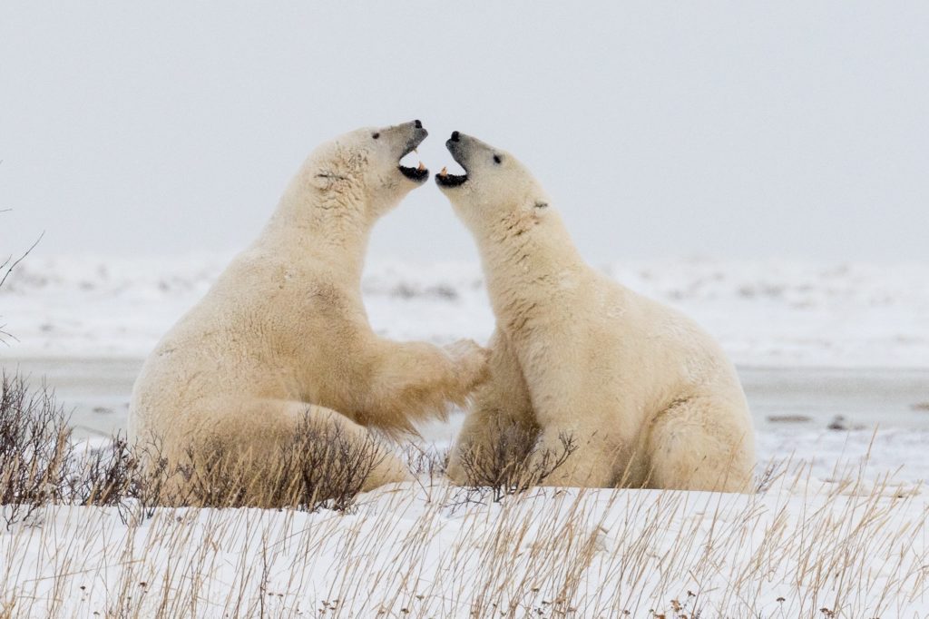 Polar bears. Dymond Lake Ecolodge. Henry Altszuler photo.