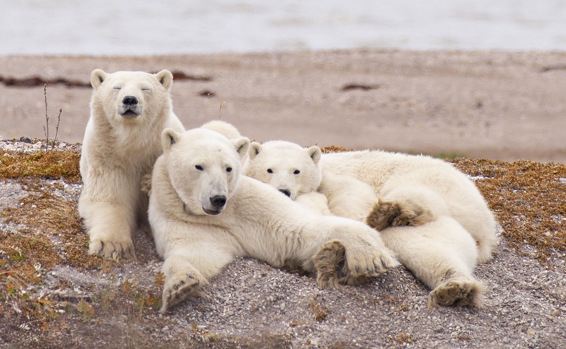 Polar bears relaxing on the sand bar. Nanuk Polar Bear Lodge. Cheryl Hnatiuk photo.