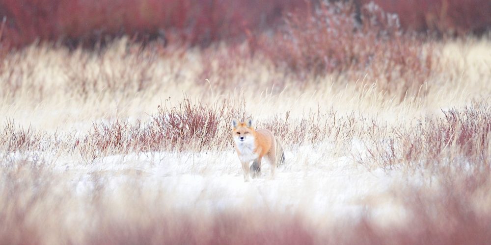 Red fox among the willows. Nanuk POlar Bear Lodge. Ian Johnson photo.