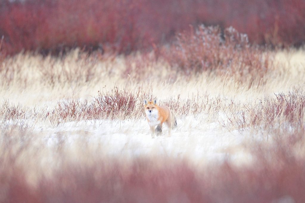 Red fox among the willows. Nanuk POlar Bear Lodge. Ian Johnson photo.