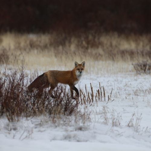 Red fox. Nanuk Polar Bear Lodge. Soren Hansen photo.