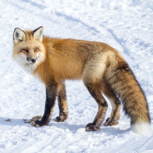 Red fox. Nanuk Polar Bear Lodge.