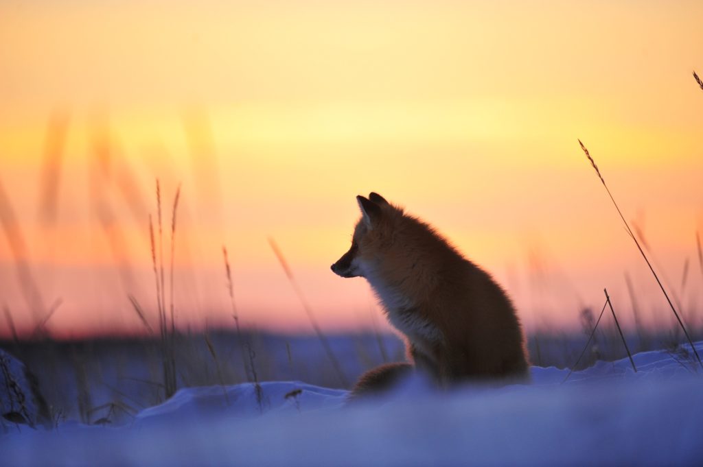 Red fox at sunset. Seal River Heritage Lodge. Ian Johnson photo. .