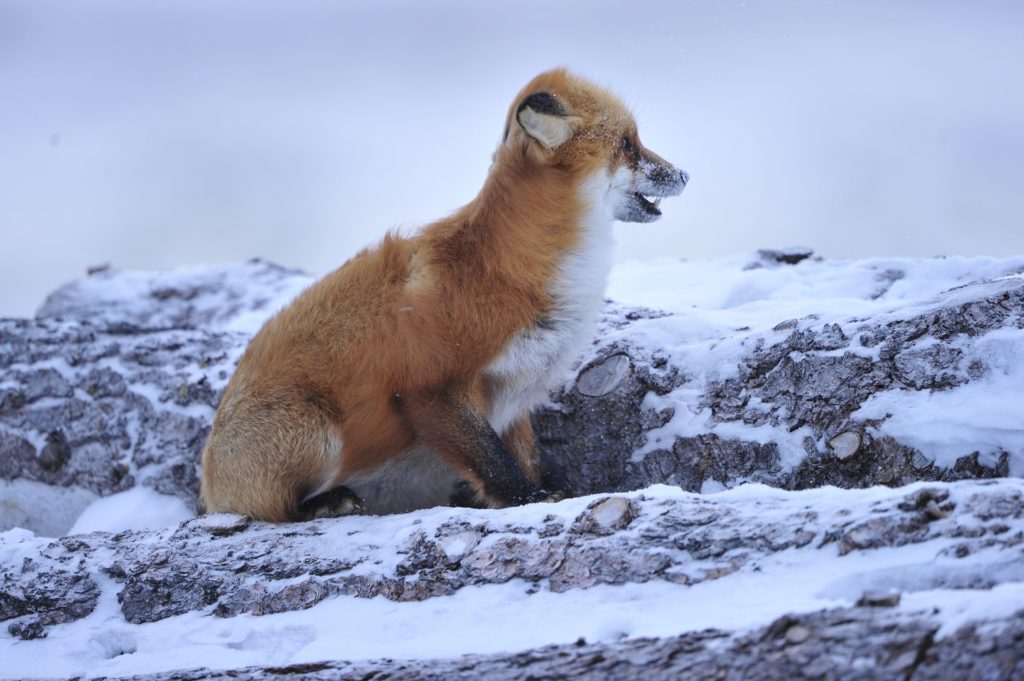 Red fox in the winter. Seal River Heritage Lodge. Ian Johnson photo.