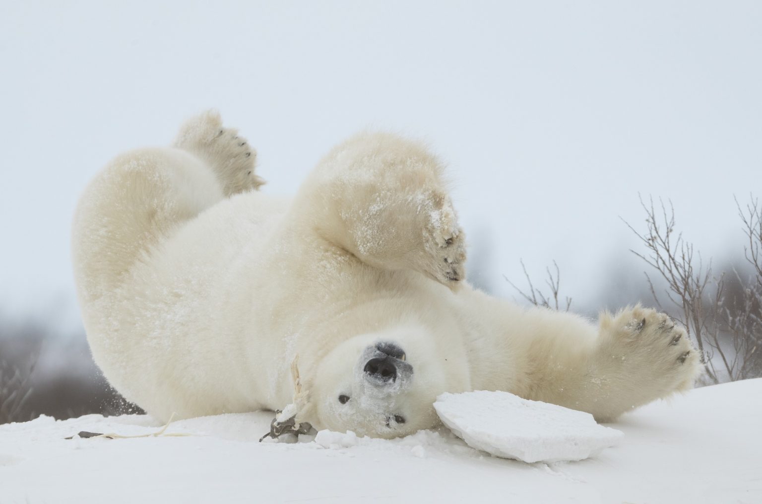 Great Ice Bear Adventure | Polar Bear Tours | Churchill Wild